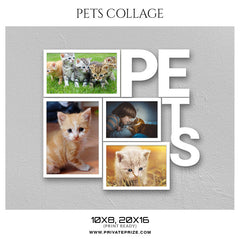 KITTY CAT COLLAGE - PETS PHOTOGRAPHY