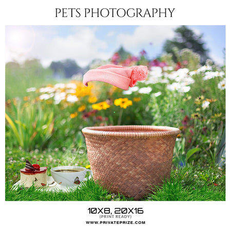 BUDDY - PETS PHOTOGRAPHY - Photography Photoshop Template