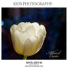 Allard Curtis - Kids Photography - Photography Photoshop Template