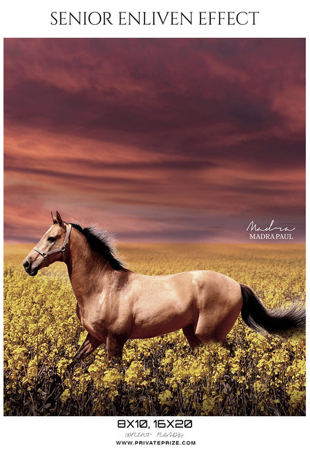 Madra Paul - Senior Enliven Effect Photography Template - Photography Photoshop Template