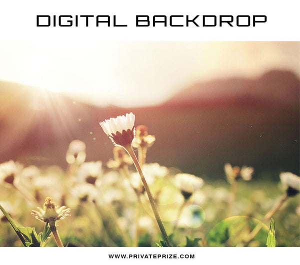 Digital Backdrop - Afternoon Rays - Photography Photoshop Template