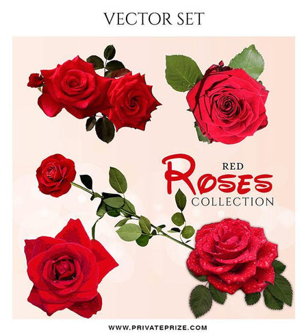 Red Rose Collection - Valentines Vector Graphics Set - PrivatePrize - Photography Templates